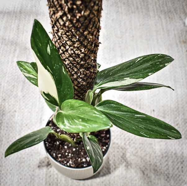 monstera standleyana5