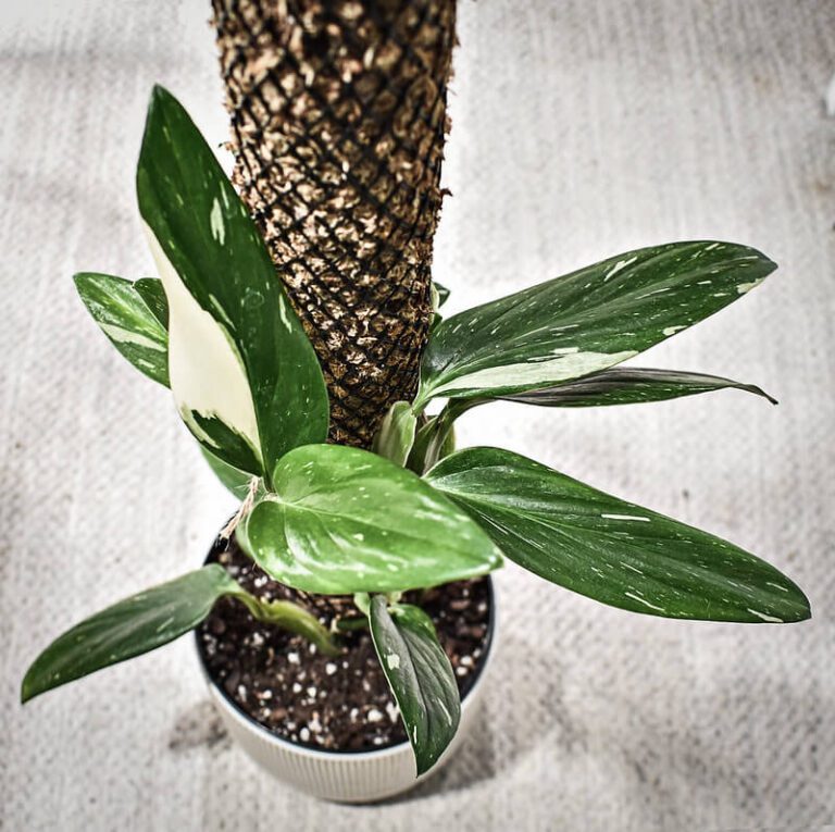 Monstera Standleyana : Guide d'entretien complet pour débutants 9 Monstera Standleyana : Guide d’entretien complet pour débutants