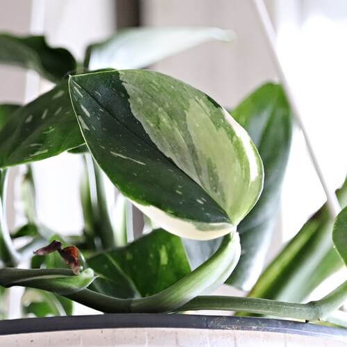 Monstera Standleyana : Guide d'entretien complet pour débutants 4 monstera standleyana6