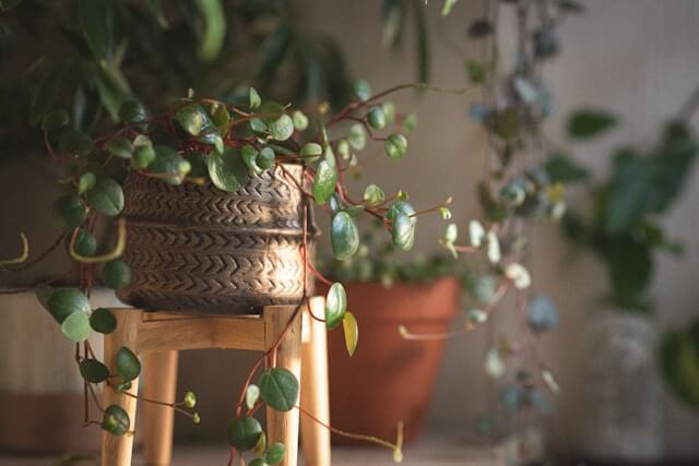 Peperomia entretien : guide complet pour cultiver cette plante 4 peperomia