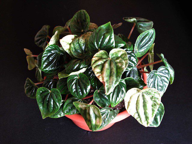 Peperomia entretien : guide complet pour cultiver cette plante 25 Peperomia entretien : guide complet pour cultiver cette plante