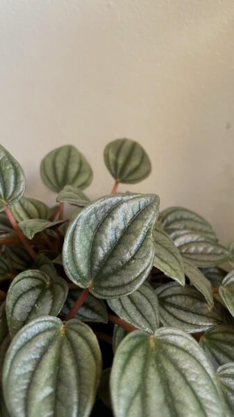 Peperomia entretien : guide complet pour cultiver cette plante 5 peperomia2