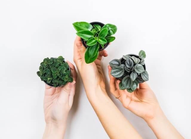 Peperomia entretien : guide complet pour cultiver cette plante 3 peperomia3 1
