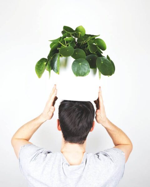 Pilea peperomioides : guide complet pour réussir son entretien 4 pilea