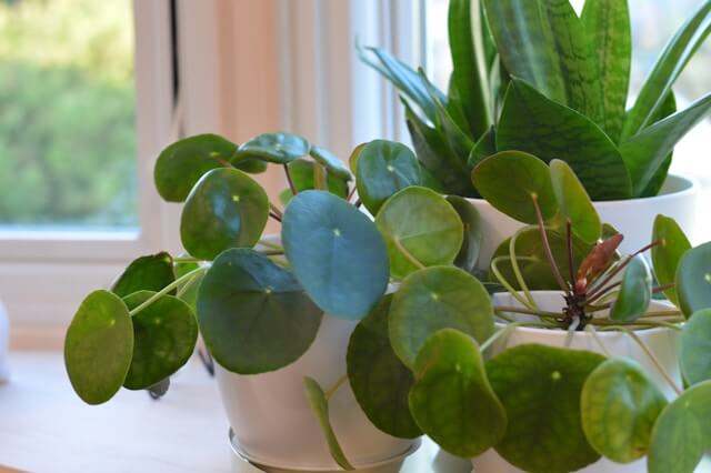 Pilea peperomioides : guide complet pour réussir son entretien 22 Pilea peperomioides : guide complet pour réussir son entretien