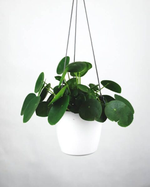 Pilea peperomioides : guide complet pour réussir son entretien 5 pilea3