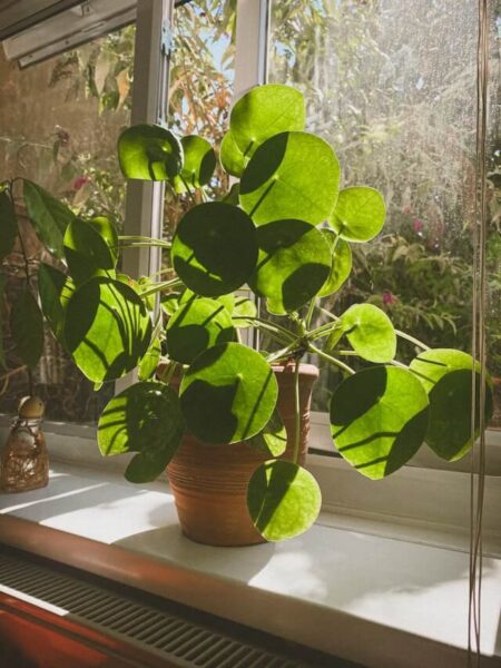 Pilea peperomioides : guide complet pour réussir son entretien 3 pilea5