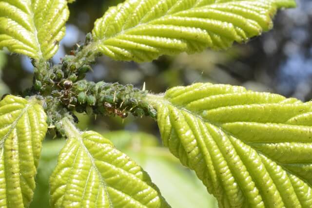 Pucerons : traitement naturel, prévention et conseils 6 pucerons2