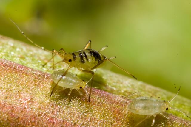 Pucerons : traitement naturel, prévention et conseils 3 pucerons3
