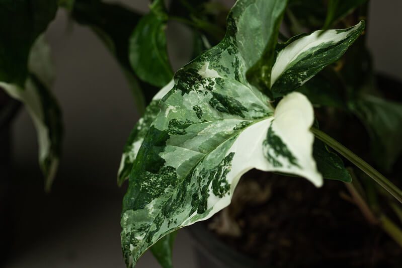 Entretien du Syngonium variegata : guide complet 3 syngonium variegata
