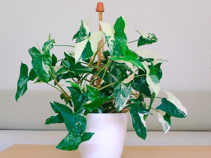 syngonium variegata2