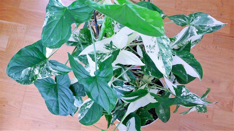 Entretien du Syngonium variegata : guide complet 4 syngonium variegata3