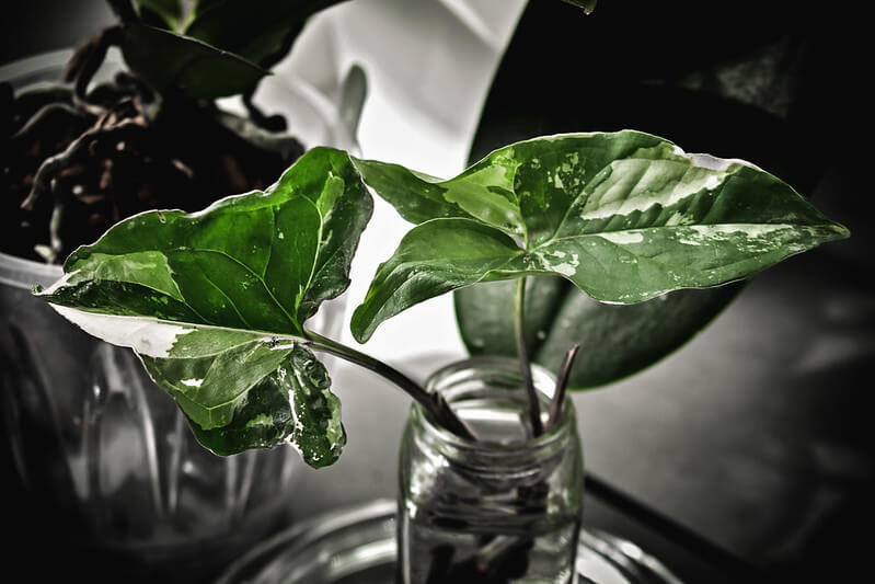 Entretien du Syngonium variegata : guide complet 5 syngonium variegata4